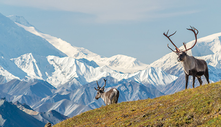 Picture-perfect white Alaskan mountains stand behind two large Elk.