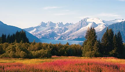 A vibrant field of flowers with colorful blooms, set against a backdrop of stunning snow-capped Alaskan mountains.