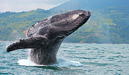 A humpback whale breaching from the harbor, with water splashing all around it.