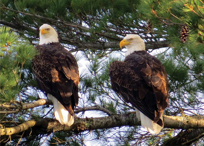 bald eagles