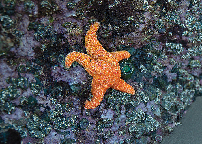 sea star