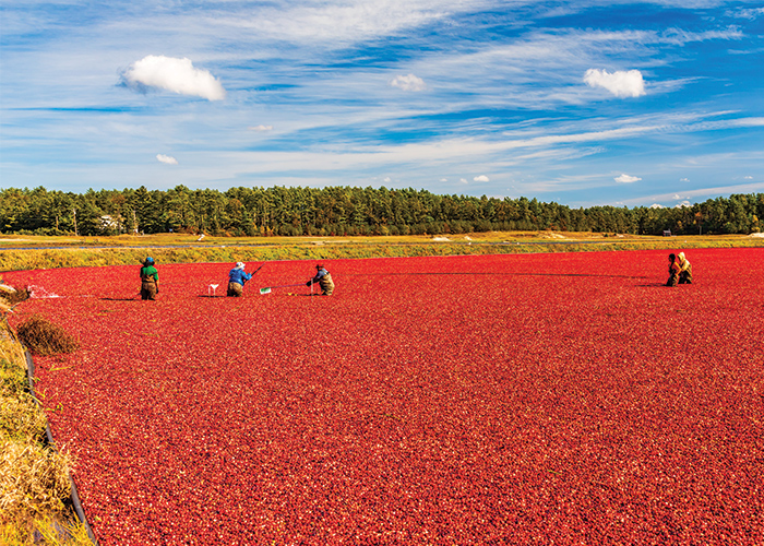 cranberries