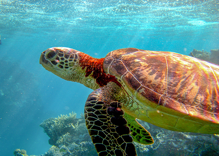 loggerhead sea turtle