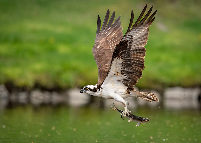 osprey