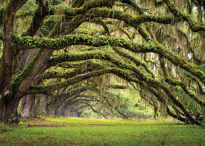 Fort Rosalie