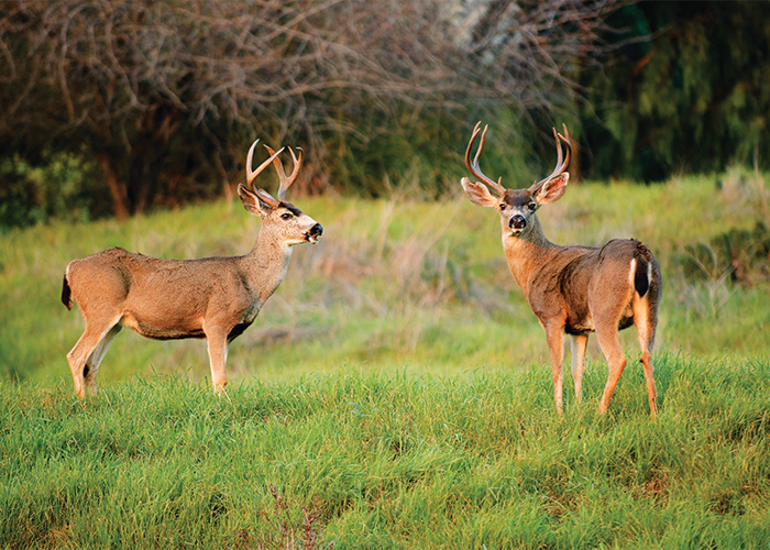 two deer standing in a field