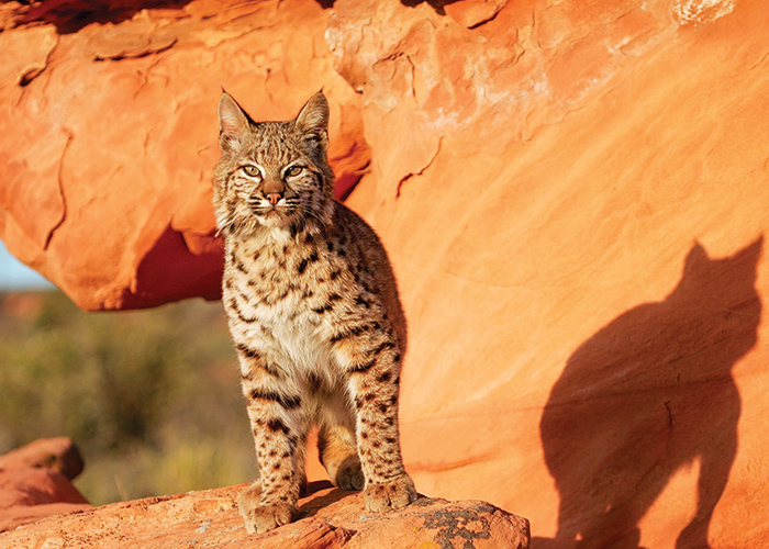 speckled bobcat standing on an orange rock