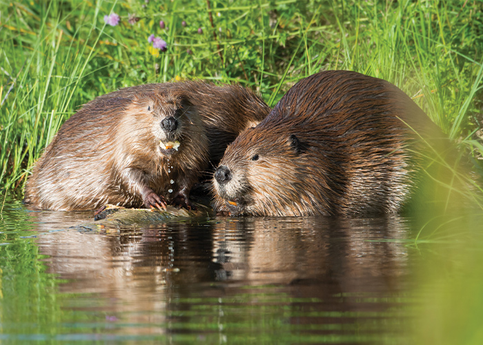 two beavers with food in their mouths sitting along the grassy edge of the water