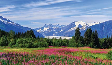 A large field of bright pink Fireweed wildflowers leads up to a thick forest. The snow-capped mountains of Mendenhall Glacier are in the distance.