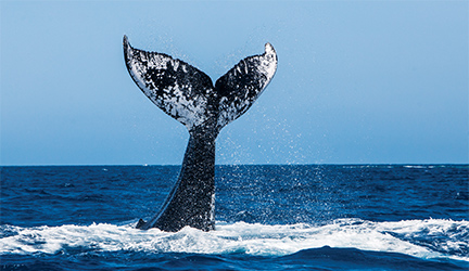 A whale with its black and white speckled tail splashing above the surface of the New England coast.