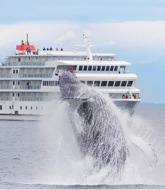 As American Constellation is sailing along Puget Sound, there is a breaching humpback whale in the foreground with water splashing all around it. 
