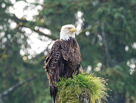 A bald eagle with brown wings, a white face, and a yellow beak is sitting upon a grass covered stump in the trees.