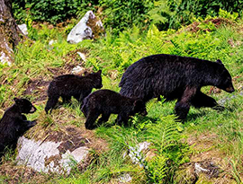 A large black bear is walking in front of its three small cubs up a grassy hill.