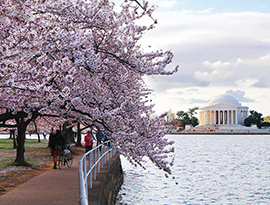 A fully-bloomed pink and white cherry blossom tree hangs over a walking path alongside the Tital Basin with the perfect distant view of Jefferson's Memorial.