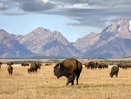 Dozens of buffalo are scattered across a large, open field in Grand Teton National Park, with large mountains in the distance.