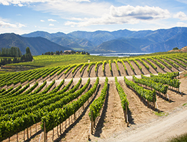 A pacific northwest vineyard with rows of perfectly placed and well-maintained crops, with large, defined mountains in the background.