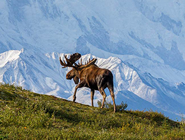 A moose walking in the grass towards the white mountains of Denali National Park