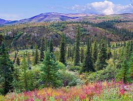 Green forest scene with colorful wildflowers in the foreground and rolling hills and mountains in the distance in Denali National Park.