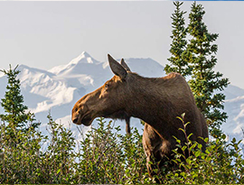 A brown moose with no antlers looking to the left, surrounded by thin trees and bushes in Denali National Park. Mount Denali's white silhouette is in the distance.