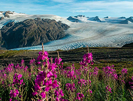 Dark pink Fireweed wildflowers stand tall in front of a river of ice between cliffs flowing from Harding Icefield in Kenai Fjords National Park.