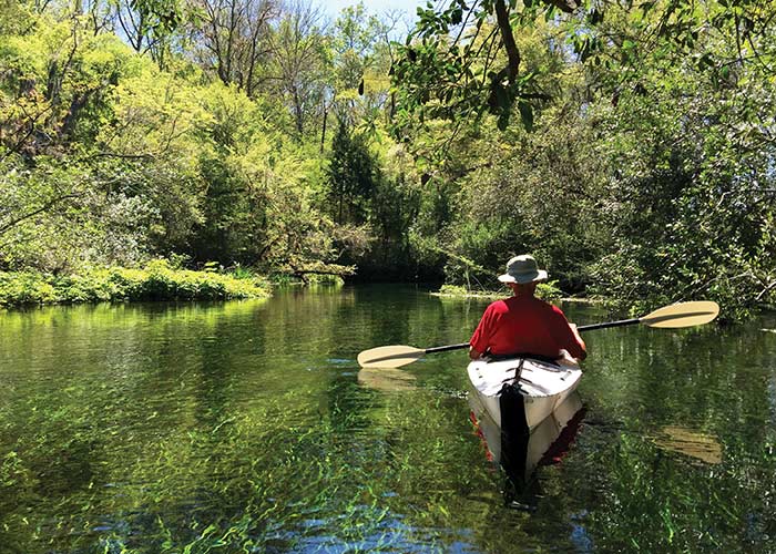 A person kayaking through the calm green waters of a creek, surrounded by thick greenery in Amelia Island on the American Cruise Lines excursion "Lofton Creek Kayaking". The water is clear enough to see hundreds of small fish swimming near the surface.