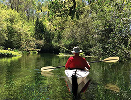 A person kayaking through the calm green waters of a creek, surrounded by thick greenery in Amelia Island on the American Cruise Lines excursion "Lofton Creek Kayaking". The water is clear enough to see hundreds of small fish swimming near the surface.