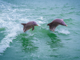 Two dolphins jumping out of the green-tinted water over the small waves in sync.