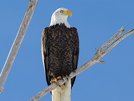 An eagle with a dark brown body and wings, a white head, a yellow beak and feet, and bright yellow eyes sits upon a thick branch.