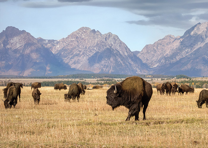 Grand Teton National Park