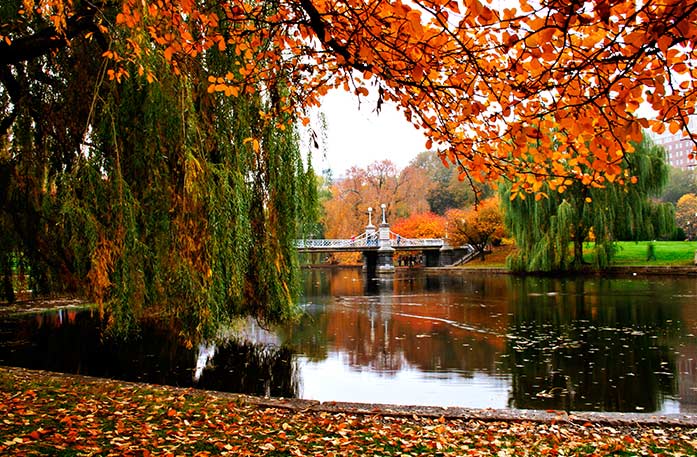 The pond in Boston Public Garden, surrounded by a grassy area covered in red and orange leaves falling from the tree branches above in the foreground. There is a bridge in the distance with white railings connecting one side of the pond to the other.