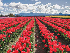 Several perfectly-maintained lines vibrant red tulips in Tulip Town during Skagway Tulip Festival, as seen on a spring Puget Sound cruise. There are silhouettes of mountains in the distance.