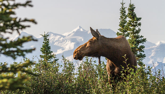 Alaska Explore Alaska Cruises