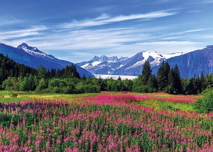 A large field of bright pink Fireweed wildflowers leads up to a thick forest. The snow-capped mountains of Mendenhall Glacier are in the distance.