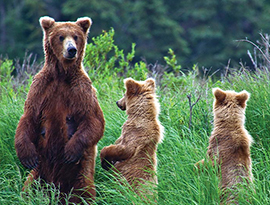 A large brown bear and its two light brown cubs stand in tall grass. The large bear is looking forward, and the two cubs are looking behind them. 