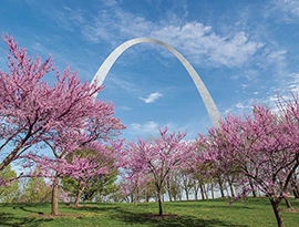 Trees with pink blossoms line a field with the St. Louis Gateway Arch in the background.