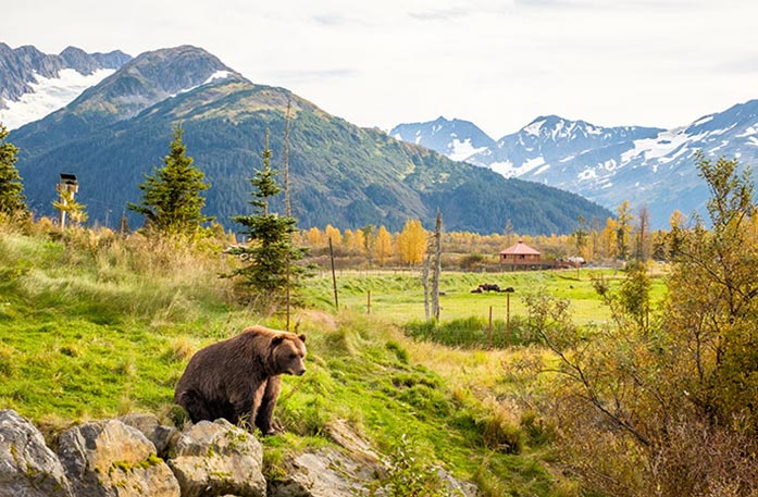 A large brown bear sits beside rocks among expansive greenery in Anchorage with snowy mountains in the distance.