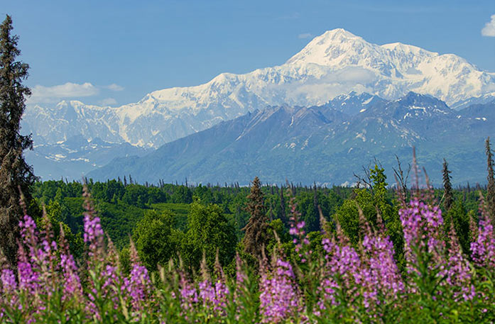 Pink Fireweed wildflowers stand tall in front of thick forests. In the distance, there are snow-capped mountains, including Mount Denali in Denali National Park.