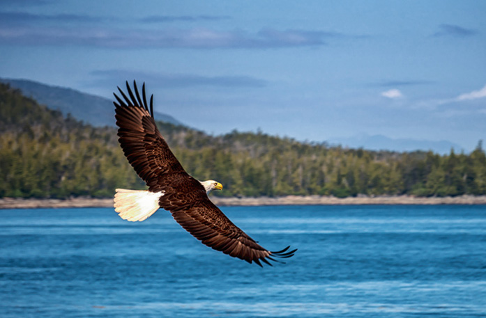 A bald eagle with brown wings, a white tail and face, and a yellow beak is soaring over the Inside Passage with mountains and trees in the distance.