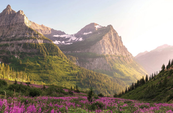 Tall mountains with a few spots of snow in Glacier National Park. In the foreground, there is a field covered with pink fireweed wildflowers.