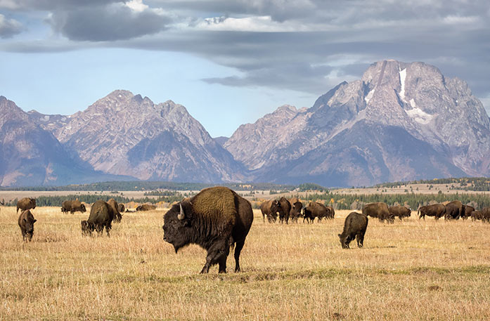 Dozens of buffalo are scattered across a large, open field in Grand Teton National Park, with large mountains in the distance.