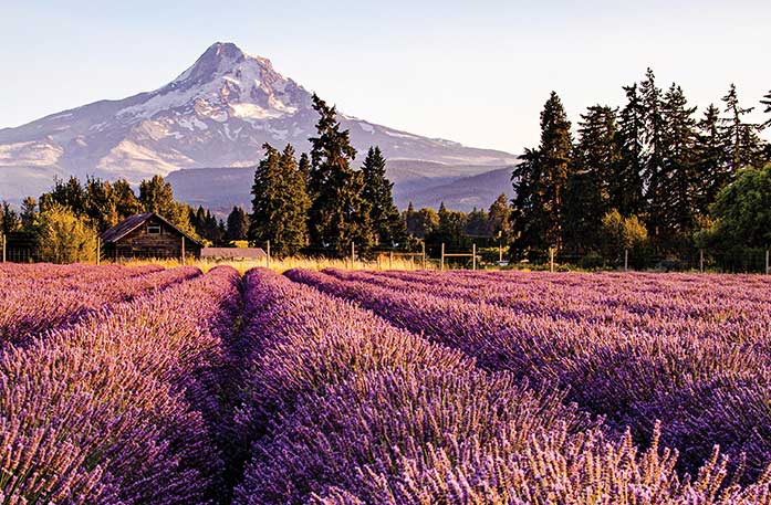 Perfectly-maintained lines of lavender span across a large field in Hood River, with a small wooden barn and a wire fence in the back. The snow-covered Mount Hood is in the distance.