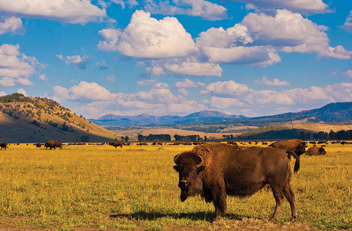 Dozens of buffalo are scattered across a large, open field in Yellowstone National Park, with large mountains in the distance.