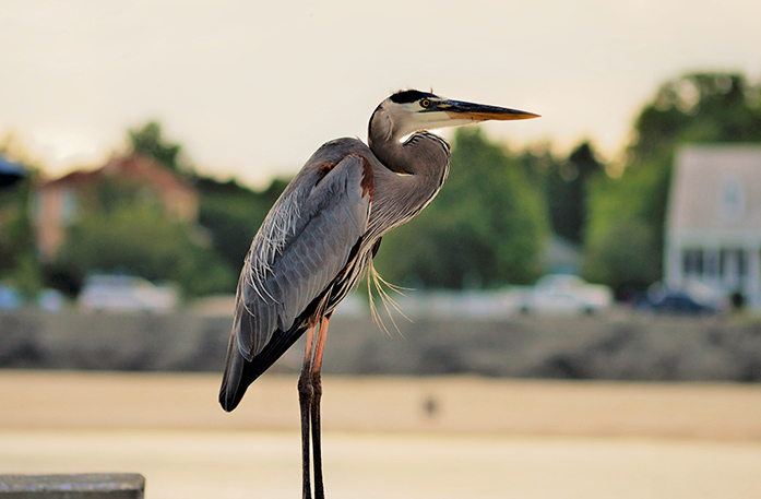 A Blue Heron, a bird with grey feathers, long skinny legs, a long neck that is curled into its chest, bright yellow eyes, and a black and yellow long beak in Biloxi.