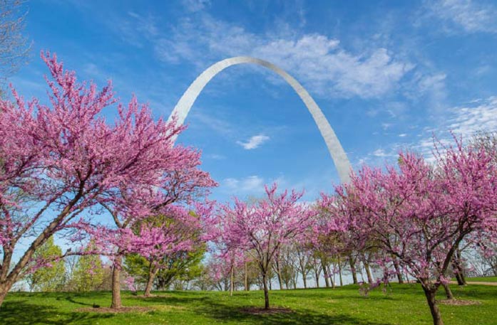 Trees with pink blossoms line a field with the St. Louis Gateway Arch in the background.