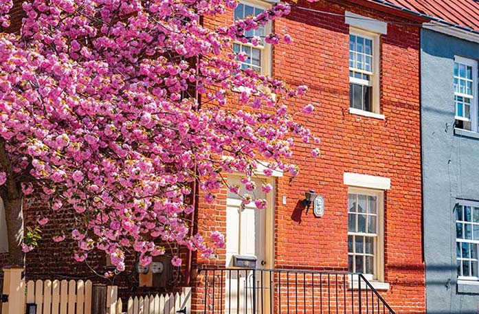 A orange brick building with a black railing that leads to a bright white door that has a black mailbox next to the door knob. A large cherry blossom tree with vibrant pink flowers covers the left side of the building.