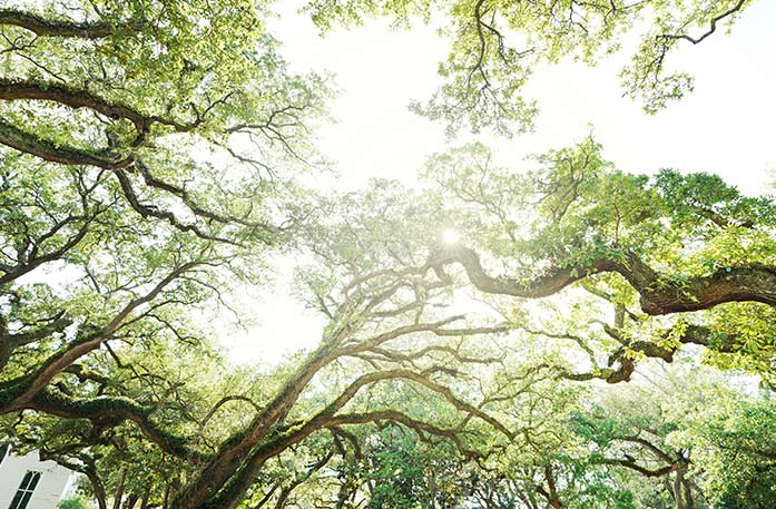 A bottom-up view of tall, narrow trees with bright green leaves and the sun glaring through the branches.