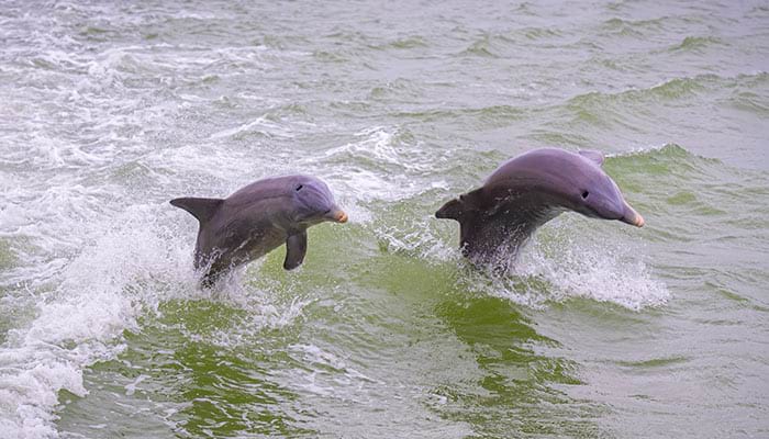 Dolphin Discovery Cruise Available on Southeast Sea Islands Cruise