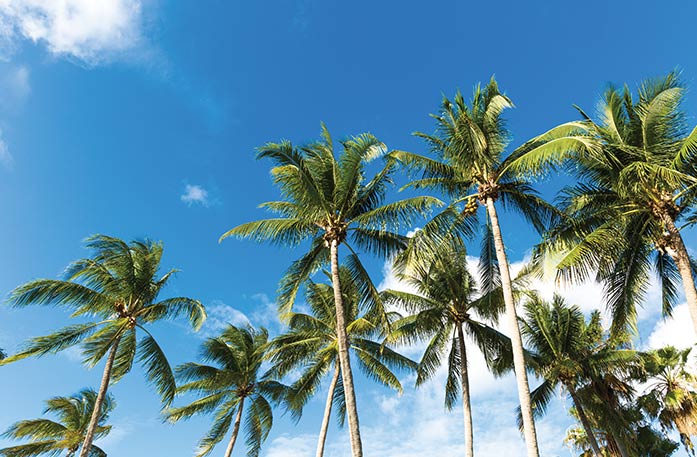 A bottom-up view of many palm trees with tall skinny trunks under a bright blue sky.