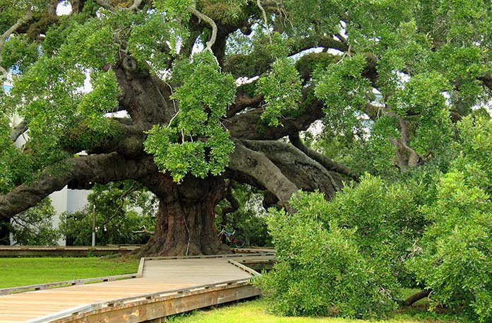 A Treaty Oak tree in Jessie Ball DuPont Park with very thick branches and a thick stump with green leaves at the ends. There is a raised wooden walkway leading under one of the low-hanging branches.