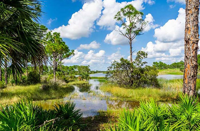 A wildlife management area among Florida's Gulf Coast. The dark water is filled with marshlands and trees under a bright blue sky with a few fluffy clouds.